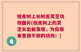 桂皮树上长树舌灵芝功效图片(桂皮树上的灵芝长出新发现，为你带来意想不到的功效！)