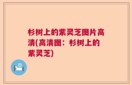 杉树上的紫灵芝图片高清(高清图：杉树上的紫灵芝)