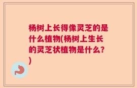 杨树上长得像灵芝的是什么植物(杨树上生长的灵芝状植物是什么？)