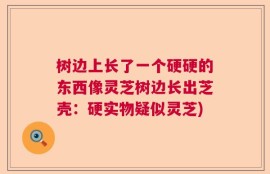 树边上长了一个硬硬的东西像灵芝树边长出芝壳：硬实物疑似灵芝)