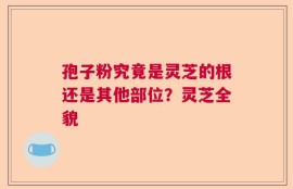孢子粉究竟是灵芝的根还是其他部位？灵芝全貌