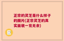 正宗的灵芝是什么样子的图片(正宗灵芝的真实面貌一览无余)