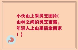 小伙山上采灵芝图片(山林之间的灵芝宝藏，年轻人上山采摘拿回家！)