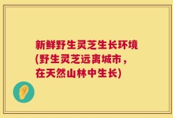 新鲜野生灵芝生长环境(野生灵芝远离城市，在天然山林中生长)