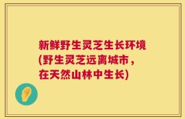 新鲜野生灵芝生长环境(野生灵芝远离城市，在天然山林中生长)