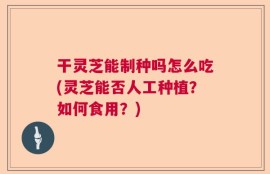 干灵芝能制种吗怎么吃(灵芝能否人工种植？如何食用？)