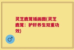 灵芝鹿茸插画图(灵芝鹿茸：护肝养生双重功效)