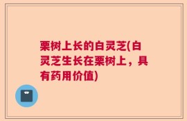 栗树上长的白灵芝(白灵芝生长在栗树上，具有药用价值)