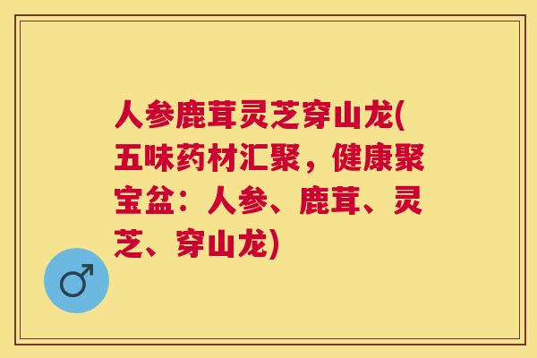 人参鹿茸灵芝穿山龙(五味药材汇聚，健康聚宝盆：人参、鹿茸、灵芝、穿山龙)