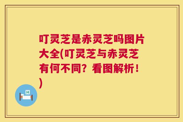 叮灵芝是赤灵芝吗图片大全(叮灵芝与赤灵芝有何不同？看图解析！)