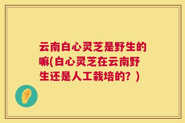 云南白心灵芝是野生的嘛(白心灵芝在云南野生还是人工栽培的？)