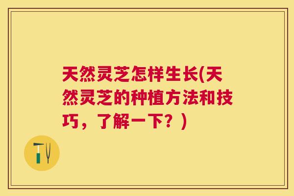 天然灵芝怎样生长(天然灵芝的种植方法和技巧，了解一下？)