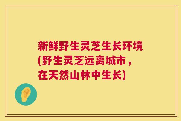 新鲜野生灵芝生长环境(野生灵芝远离城市，在天然山林中生长)