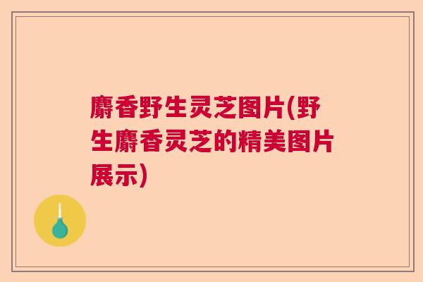 麝香野生灵芝图片(野生麝香灵芝的精美图片展示)