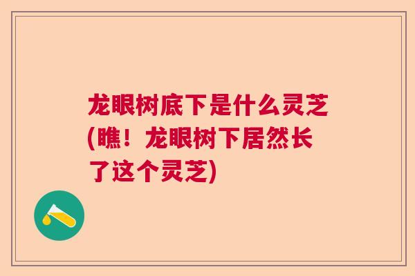 龙眼树底下是什么灵芝(瞧！龙眼树下居然长了这个灵芝)