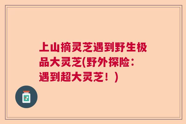 上山摘灵芝遇到野生极品大灵芝(野外探险：遇到超大灵芝！)