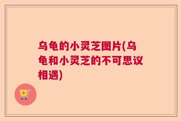 乌龟的小灵芝图片(乌龟和小灵芝的不可思议相遇)