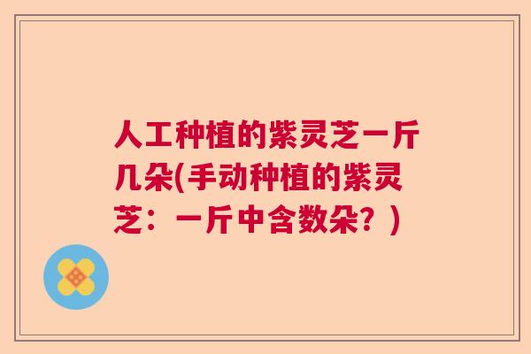 人工种植的紫灵芝一斤几朵(手动种植的紫灵芝：一斤中含数朵？)