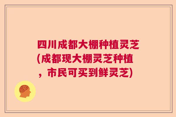 四川成都大棚种植灵芝(成都现大棚灵芝种植，市民可买到鲜灵芝)