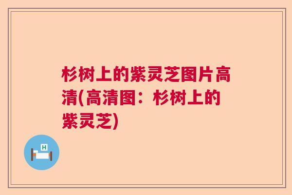 杉树上的紫灵芝图片高清(高清图：杉树上的紫灵芝)