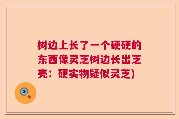 树边上长了一个硬硬的东西像灵芝树边长出芝壳：硬实物疑似灵芝)