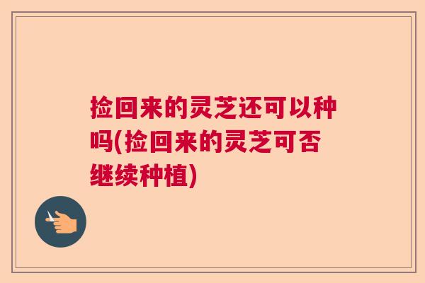 捡回来的灵芝还可以种吗(捡回来的灵芝可否继续种植)
