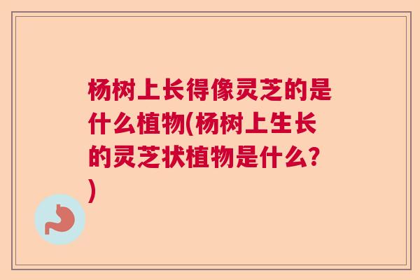 杨树上长得像灵芝的是什么植物(杨树上生长的灵芝状植物是什么？)