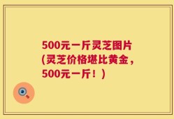 500元一斤灵芝图片(灵芝价格堪比黄金，500元一斤！)