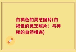白褐色的灵芝图片(白褐色的灵芝照片：与神秘的自然相连)