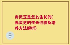 赤灵芝是怎么生长的(赤灵芝的生长过程及培养方法解析)