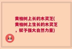 黄柏树上长的木灵芝(黄柏树上生长的木灵芝，赋予强大自然力量)