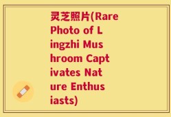 灵芝照片(Rare Photo of Lingzhi Mushroom Captivates Nature Enthusiasts)