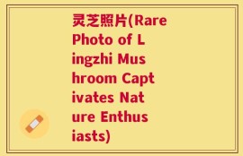 灵芝照片(Rare Photo of Lingzhi Mushroom Captivates Nature Enthusiasts)