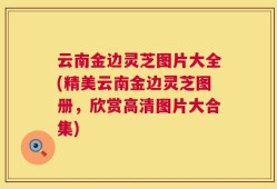 云南金边灵芝图片大全(精美云南金边灵芝图册，欣赏高清图片大合集)