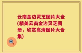 云南金边灵芝图片大全(精美云南金边灵芝图册，欣赏高清图片大合集)