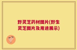野灵芝药材图片(野生灵芝图片及用途展示)