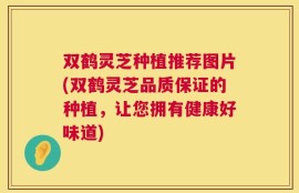 双鹤灵芝种植推荐图片(双鹤灵芝品质保证的种植，让您拥有健康好味道)