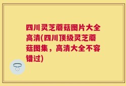 四川灵芝蘑菇图片大全高清(四川顶级灵芝蘑菇图集，高清大全不容错过)