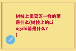 树枝上像灵芝一样的菌是什么(树枝上的Lingzhi菌是什么？)