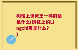 树枝上像灵芝一样的菌是什么(树枝上的Lingzhi菌是什么？)