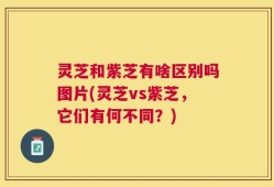 灵芝和紫芝有啥区别吗图片(灵芝vs紫芝，它们有何不同？)