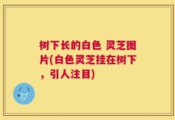 树下长的白色 灵芝图片(白色灵芝挂在树下，引人注目)