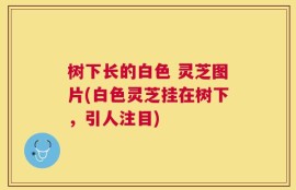 树下长的白色 灵芝图片(白色灵芝挂在树下，引人注目)
