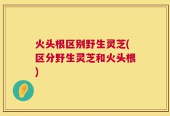 火头根区别野生灵芝(区分野生灵芝和火头根)