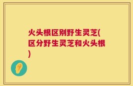 火头根区别野生灵芝(区分野生灵芝和火头根)