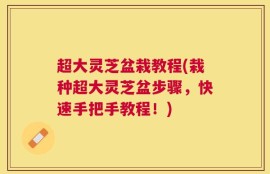 超大灵芝盆栽教程(栽种超大灵芝盆步骤，快速手把手教程！)