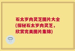 石太岁肉灵芝图片大全(探秘石太岁肉灵芝，欣赏完美图片集锦)