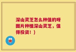深山灵芝怎么种值的呀图片种植深山灵芝，值得投资！)