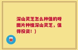 深山灵芝怎么种值的呀图片种植深山灵芝，值得投资！)