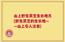 山上野生灵芝生长地方(野生灵芝的生长地——山上引人注目)